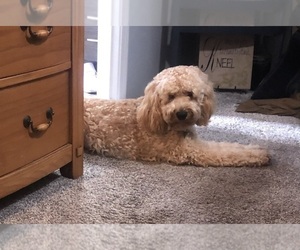 Father of the Double Doodle puppies born on 03/30/2025