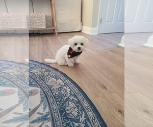 Bichon Frise Puppy for sale in ABINGDON, MD, USA