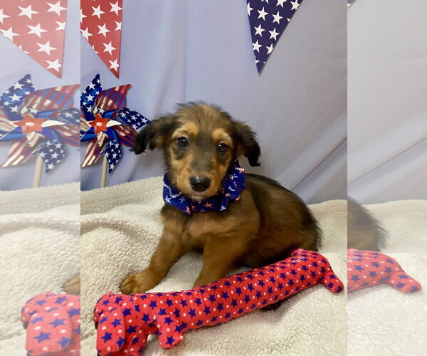 Medium Photo #3 Dachshund-Unknown Mix Puppy For Sale in Hillsboro, MO, USA