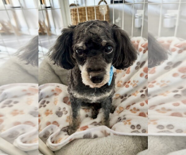 Medium Photo #4 Poodle (Toy) Puppy For Sale in Omaha, NE, USA