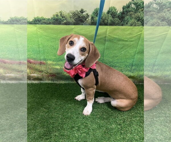 Medium Photo #1 Bagle Hound Puppy For Sale in Euless, TX, USA