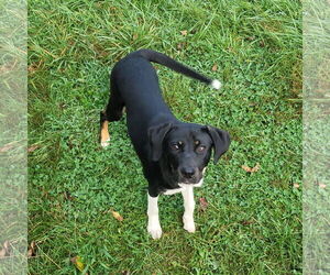 Mutt Dogs for adoption in FAIRLAWN, OH, USA