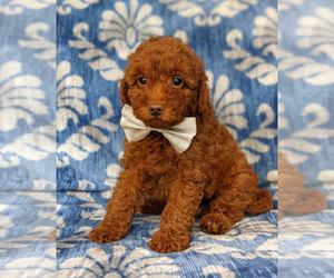 Goldendoodle-Poodle (Toy) Mix Puppy for sale in NOTTINGHAM, PA, USA