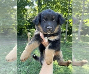 Australian Shepherd-German Shepherd Dog Mix Puppy for sale in BERRIEN SPRINGS, MI, USA