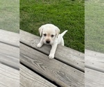 Small Photo #9 Labrador Retriever Puppy For Sale in BIRNAMWOOD, WI, USA