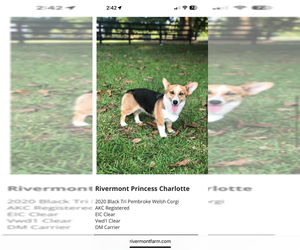 Mother of the Pembroke Welsh Corgi puppies born on 06/02/2025
