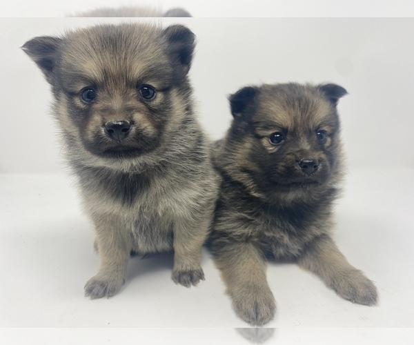Medium Photo #10 Finnish Spitz-Pomeranian Mix Puppy For Sale in MONCLOVA, OH, USA