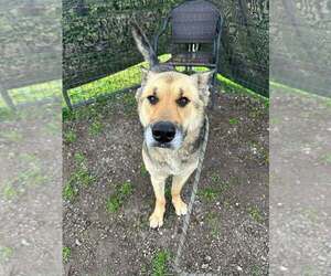 German Shepherd Dog-Unknown Mix Dogs for adoption in Abbeville, LA, USA