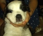 Small Photo #12 Saint Bernard Puppy For Sale in SPENCERVILLE, IN, USA
