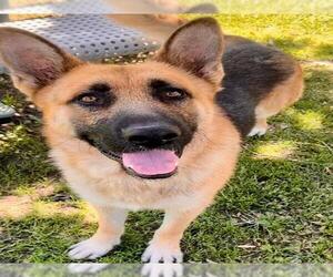 German Shepherd Dog Dogs for adoption in Riverside, CA, USA