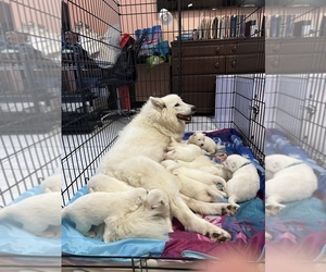 Samoyed Puppy for sale in SEFFNER, FL, USA
