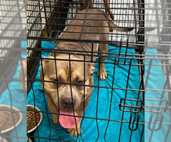 Medium Photo #1 American Pit Bull Terrier-Unknown Mix Puppy For Sale in Texas City, TX, USA