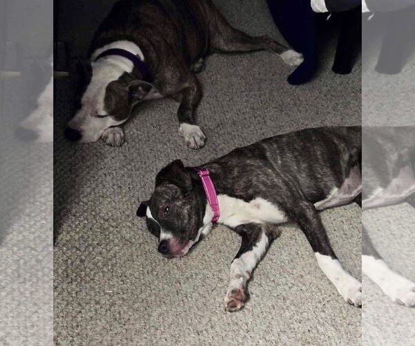 Medium Photo #29 Mutt Puppy For Sale in Mount Laurel, NJ, USA