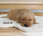 Small Photo #5 Golden Retriever Puppy For Sale in GREENEVILLE, TN, USA
