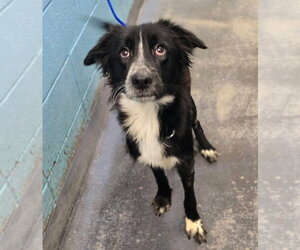 Border Collie-Unknown Mix Dogs for adoption in Lakewood, CO, USA