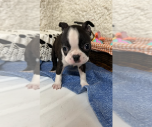 Boston Terrier Puppy for sale in CRKD RVR RNCH, OR, USA