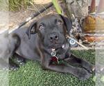 Small #10 Boxador