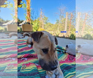 Black Mouth Cur-Unknown Mix Dogs for adoption in Woodland Hills, CA, USA