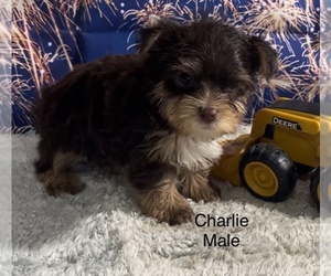 Yorkshire Terrier Puppy for sale in AZLE, TX, USA