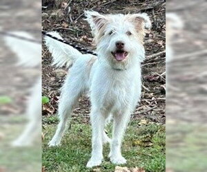 Ralph - Male Unknown-Wheaten Terrier Mix Dog for Adoption - Photo #3