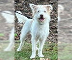 Small Photo #3 Unknown-Wheaten Terrier Mix Puppy For Sale in Newfoundland, PA, USA