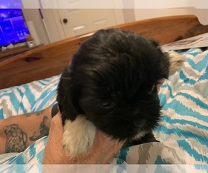 Shih-Poo-ShihPoo Mix Puppy for sale in WETUMPKA, AL, USA