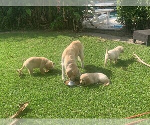 Golden Retriever Puppy for sale in MIAMI, FL, USA