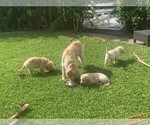 Small Golden Retriever