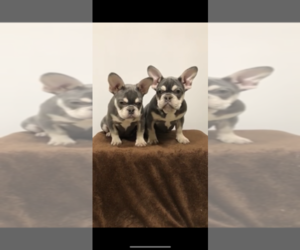 French Bulldog Puppy for sale in BAKERSFIELD, CA, USA