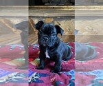 Puppy Puppy Bowser2 French Bulldog