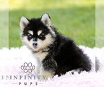 Small #2 Pomsky