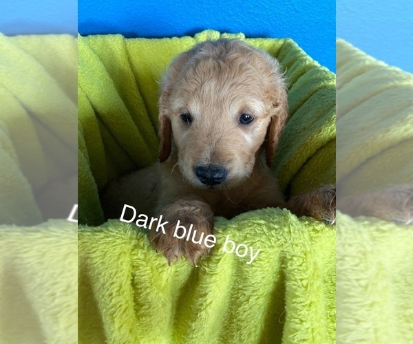 Medium Photo #6 Goldendoodle Puppy For Sale in ALDER, WA, USA