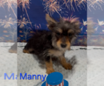 Manny - Male Yorkshire Terrier Puppy for Sale - Photo #3