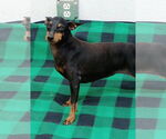 Small #4 Mutt
