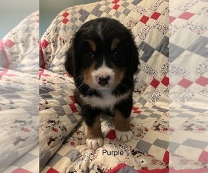 Bernese Mountain Dog Puppy for sale in ENON, OH, USA