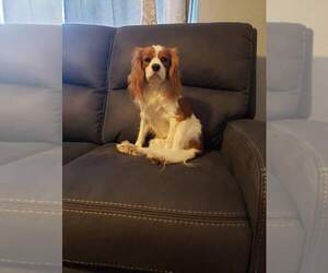 Father of the Cavalier King Charles Spaniel puppies born on 01/20/2024