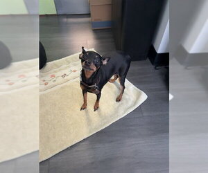 Miniature Pinscher Dogs for adoption in Rancho Cucamonga, CA, USA