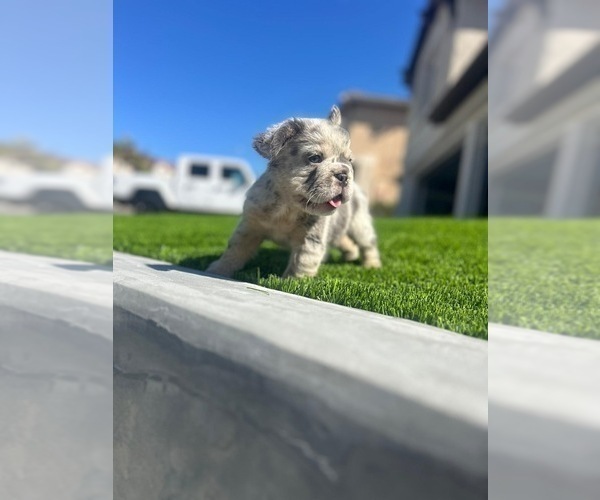 Medium Photo #7 French Bulldog Puppy For Sale in LITITZ, PA, USA