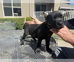 Puppy Blue Cane Corso