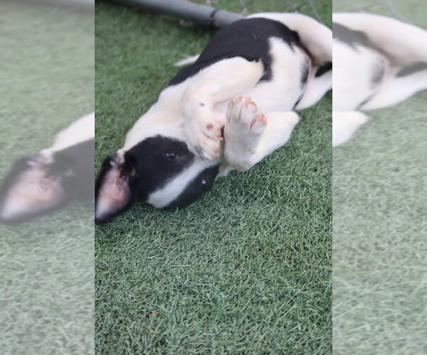 Medium Photo #2 Labrador Retriever-Unknown Mix Puppy For Sale in garner, NC, USA