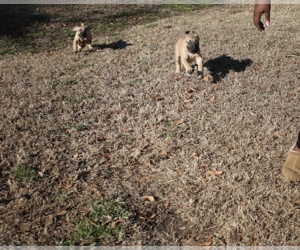 Medium Photo #8 Boerboel Puppy For Sale in NORFOLK, VA, USA