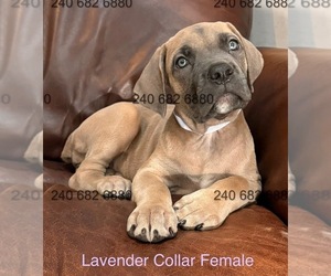 Medium Cane Corso