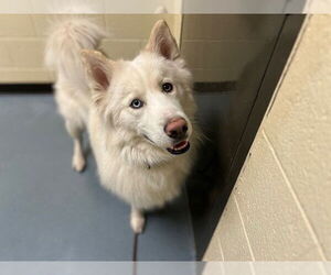 Siberian Husky Dogs for adoption in Denver, CO, USA