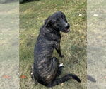 Small #1 Mountain Cur Mix