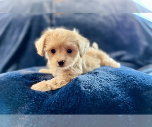 Chihuahua-Poodle (Toy) Mix Puppy for sale in HUFFMAN, TX, USA