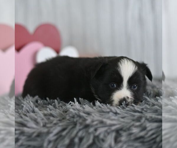 Medium Photo #3 Miniature Australian Shepherd Puppy For Sale in REBERSBURG, PA, USA