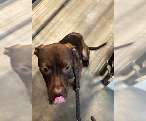 Medium Photo #8 Mutt Puppy For Sale in Foristell, MO, USA