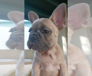 French Bulldog Puppy for sale in TAMPA, FL, USA