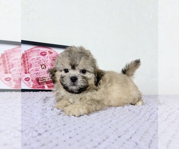 Medium Photo #5 Shih-Poo Puppy For Sale in INDIANAPOLIS, IN, USA
