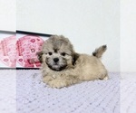 Aaron - Male Shih-Poo Puppy for Sale - Photo #5